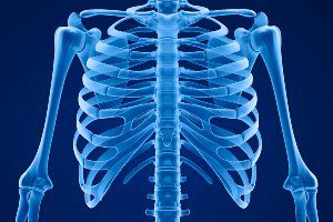 picture of rib bones