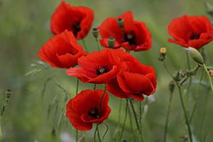 red poppy for remembrance day
