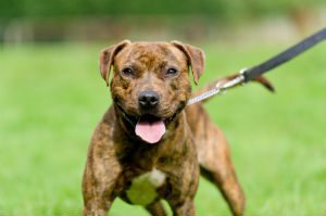 dog on a leash