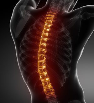 spinal cord medical image
