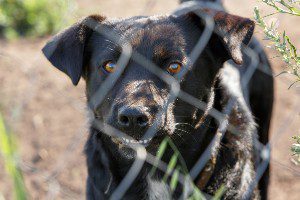 dog behind fence