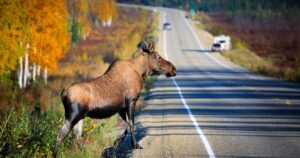 Filing an Insurance Claim for a Wildlife-Vehicle Collision