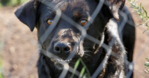 Chatham Man Charged After Dog Attack Left Woman Injured