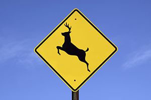 deer crossing