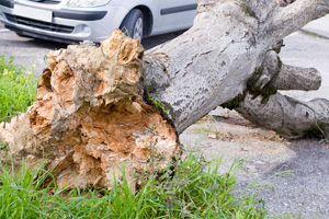 a fallen tree